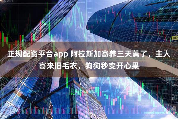 正规配资平台app 阿拉斯加寄养三天蔫了，主人寄来旧毛衣，狗狗秒变开心果